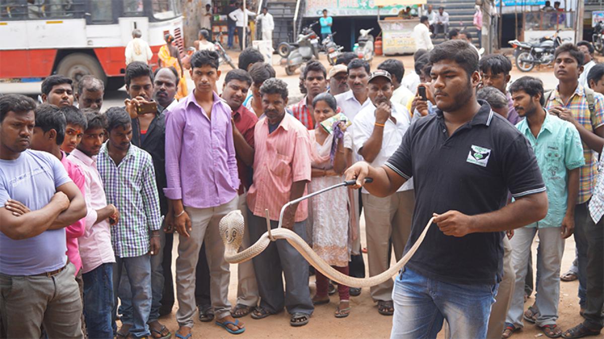 Awareness drive to curb exploitation of snakes on Nagapanchami